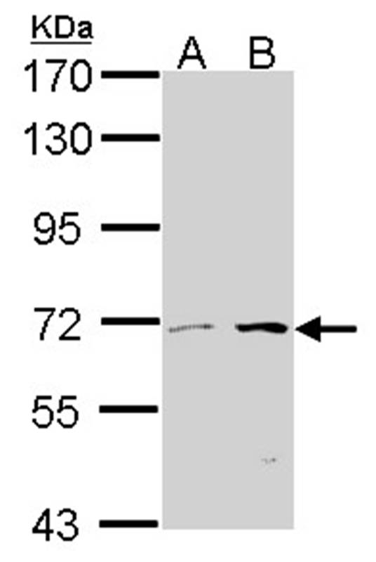 COT antibody