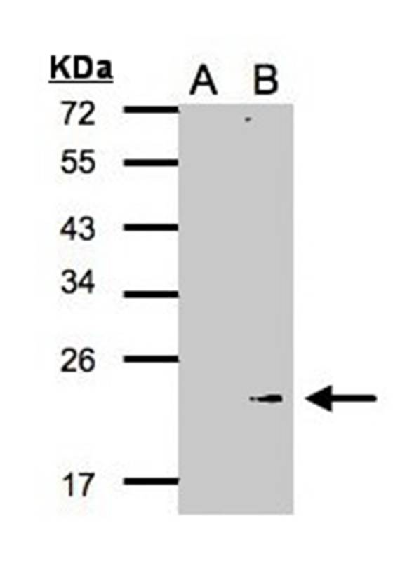 Glutathione peroxidase 7 antibody