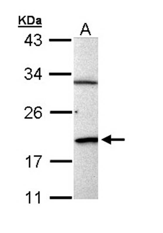 BCL2L15 antibody