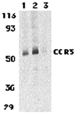 CCR3 Antibody