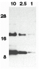 Eotaxin Antibody