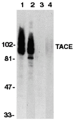 TACE Antibody