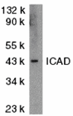 ICAD Antibody