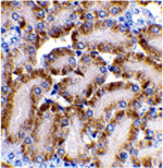 CAD Antibody