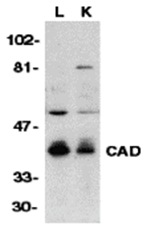 CAD Antibody