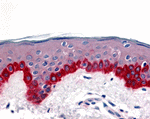 Apaf1 Antibody