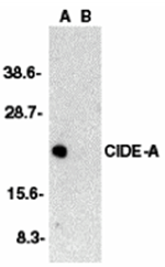 CIDE-A Antibody