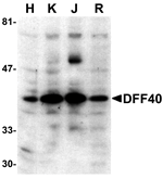 DFF40 Antibody