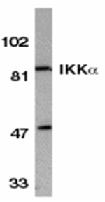 IKK alpha Antibody