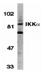 IKK alpha Antibody