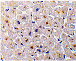 DcR3 Antibody