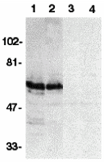 SODD Antibody