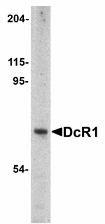 DcR1 Antibody