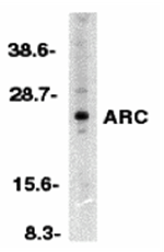 ARC Antibody