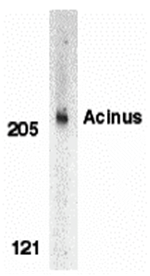 Acinus Antibody