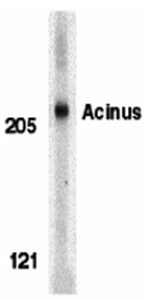 Acinus Antibody