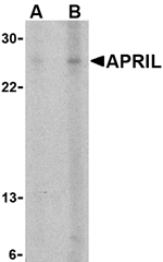 APRIL Antibody