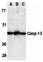 Caspase-13 Antibody