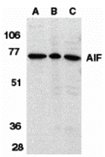 AIF Antibody