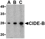 CIDE-B Antibody