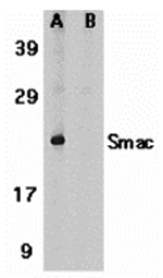 Smac Antibody