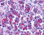 Smac Antibody