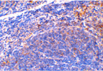 Smac Antibody