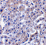 Caspase-14 Antibody