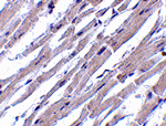 Bcl-rambo Antibody