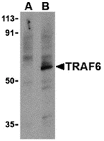 TRAF6 Antibody