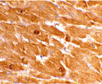 Caspase-12 Antibody(Large)