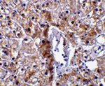 Caspase-12 Antibody(Small)