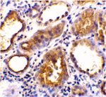 ACE2 Antibody