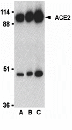 ACE2 Antibody