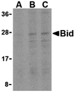 Bid Antibody