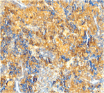 Caspase-4 Antibody