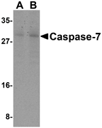 Caspase-7 Antibody