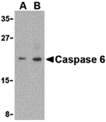 Caspase-6 Antibody