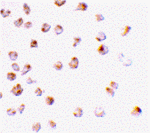 Mcl-1 Antibody