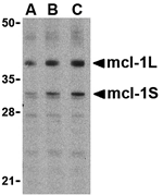 Mcl-1 Antibody