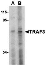 TRAF3 Antibody