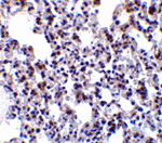 BAP31 Antibody