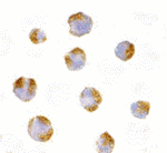 TNFRSF14 Antibody