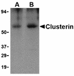 Clusterin Antibody