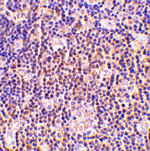 BAG-1 Antibody