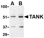 TANK Antibody