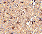 ATG12 Antibody