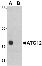 ATG12 Antibody