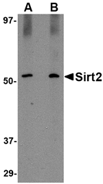 SIRT2 Antibody