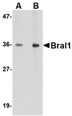 BRAL1 Antibody